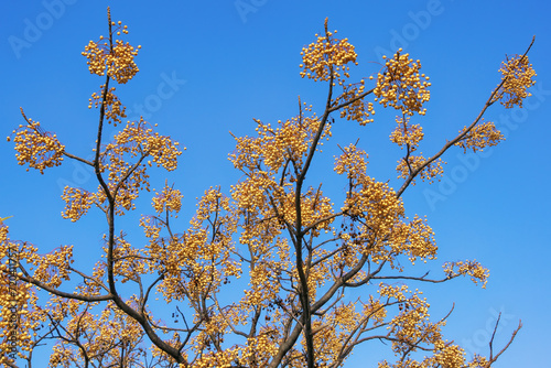Autumn. Branches of Chinaberry tree ( Melia azedarach ) with yellow clusters of fruit against blue sky photo