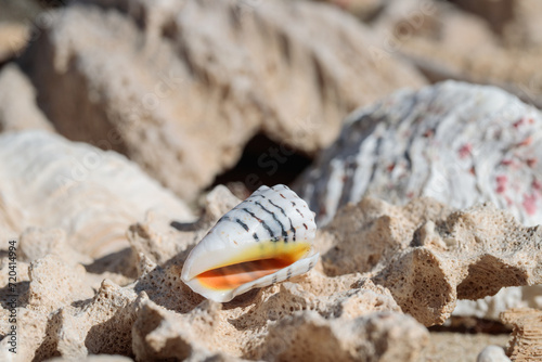 Empty shell of a cone snail washed ashore with other relicts of marine life. photo