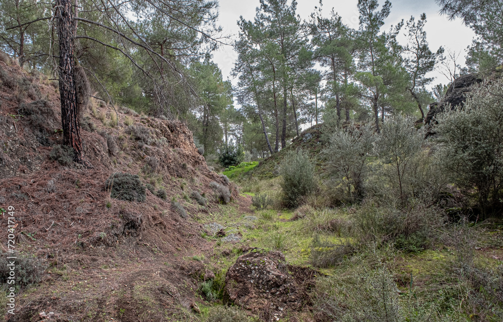 View of the beautiful
pine forest and olive orchard Nature Trail, located next to the small village of Delikipos in Larnaca district, Cyprus View of the beautiful
pine forest and olive orchard Nature Trail, located next to the small village of Delikipos in Larnaca district, Cyprus