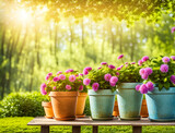 Gardening background with flowerpots in sunny spring or summer garden