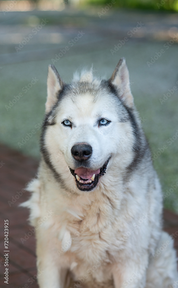Close up portrait of an old siberian husky  in natural light in a farm