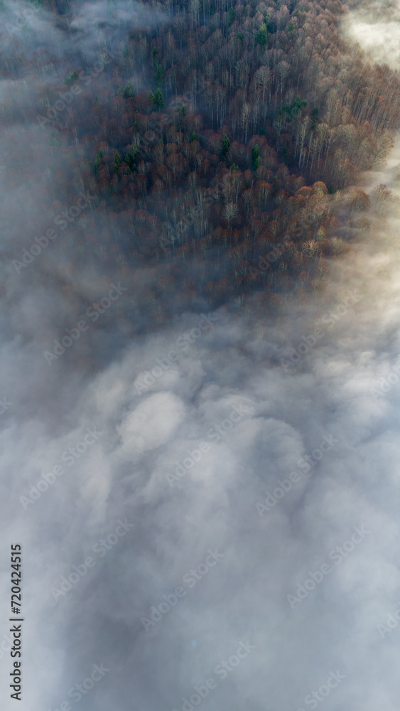 Obraz premium Mountain forest covered with mist. Fog in the forest. Aerial view with the forest in the mountains covered by the fog that floats over the valley. Valley between the mountains covered with mist.
