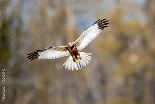 Western marsh harrier flying