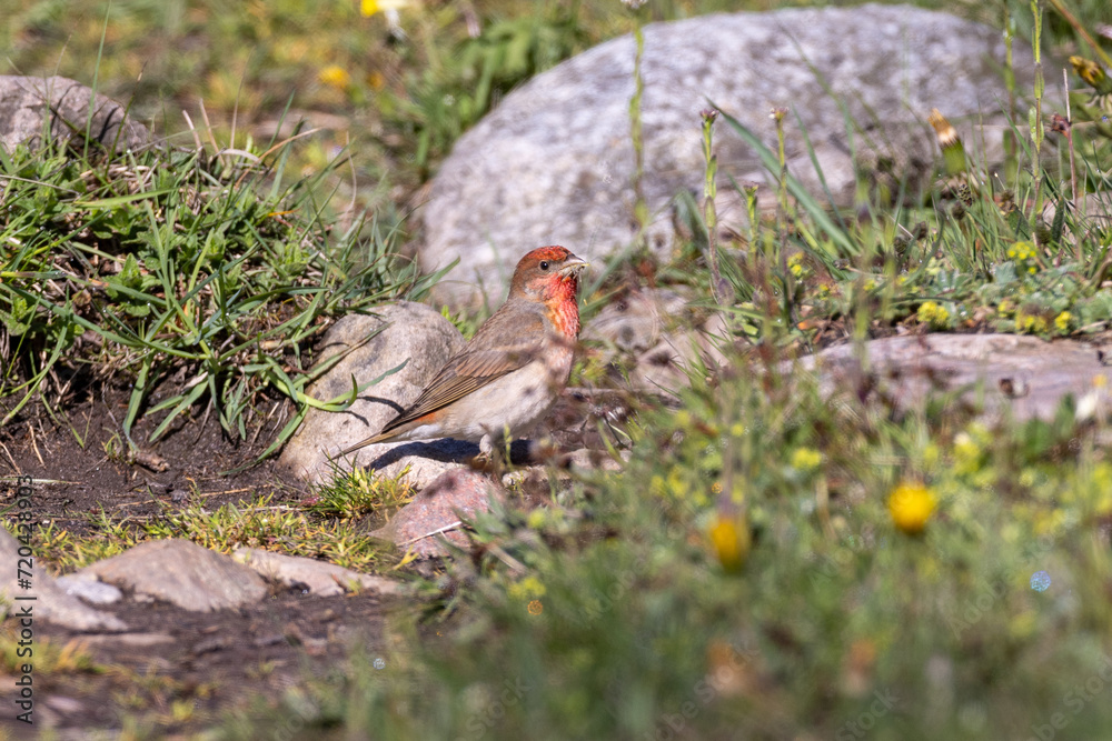 Rosefinch on the ground Rosefinch on the ground