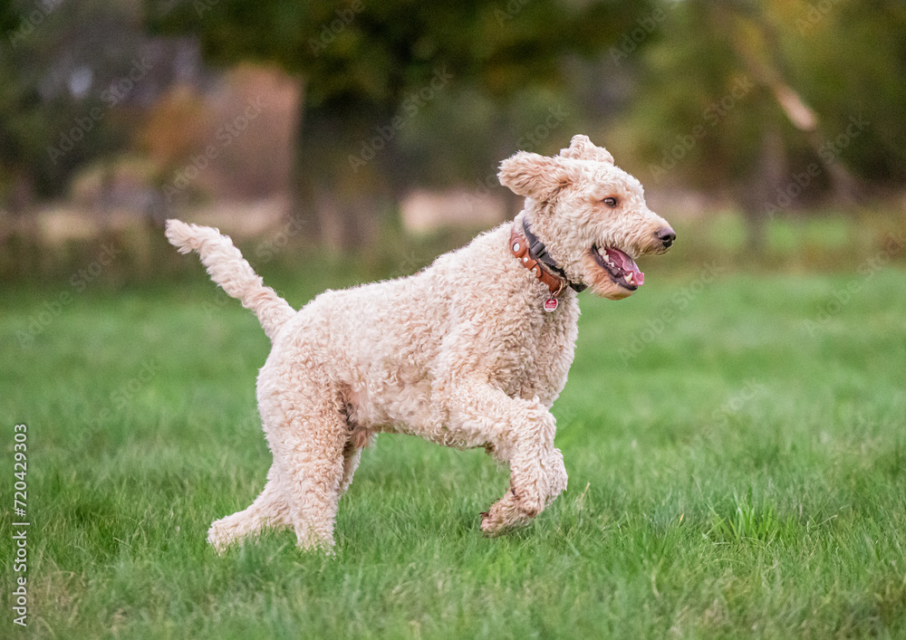 Labradoodle