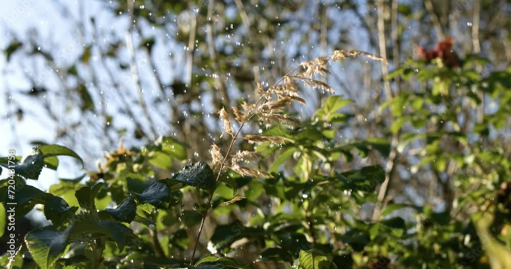 Raindrops falling in super slow motion. Raindrops falling in super slow motion.