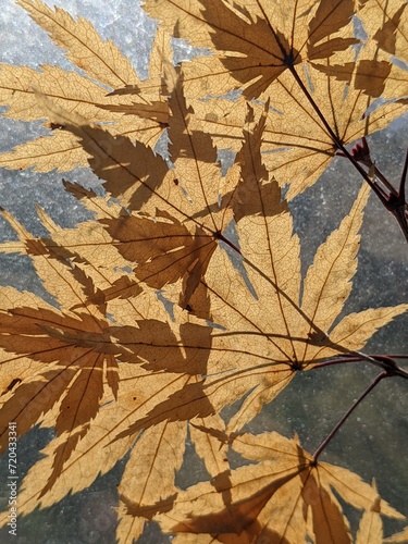 Light yellow fall leaves with interplaying shadows
