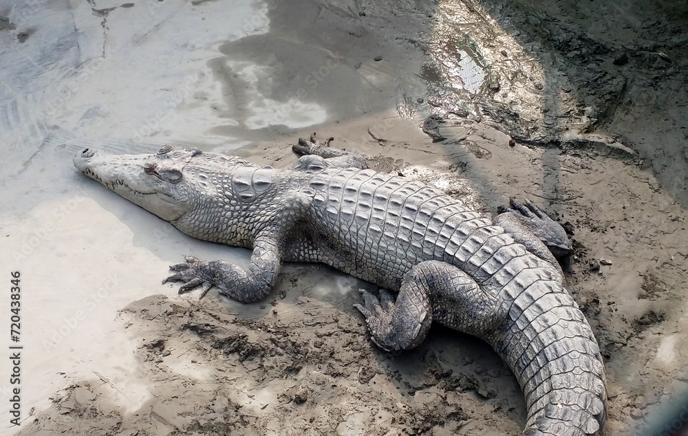 River crocodiles of mangrove forest Sundarbans River crocodiles of mangrove forest Sundarbans