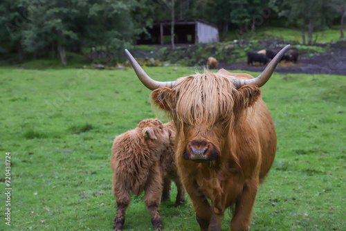 Highlander cow in Skjolden - Norway