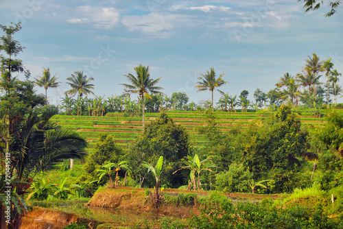 Rice fields in Indonesian countryside