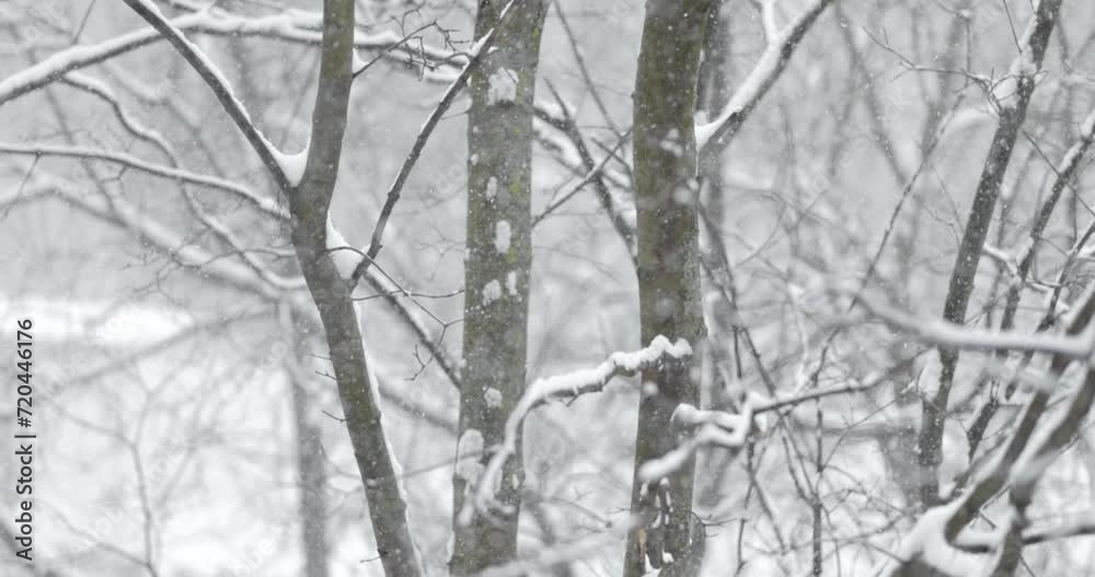 Tree branches on the background of snowfall. Flakes of snow falling down winter landscape. Tree branches on the background of snowfall. Flakes of snow falling down winter landscape.
