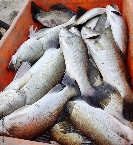 Freshwater fish caught from the fishery and kept in basket, Raw fish in Basket