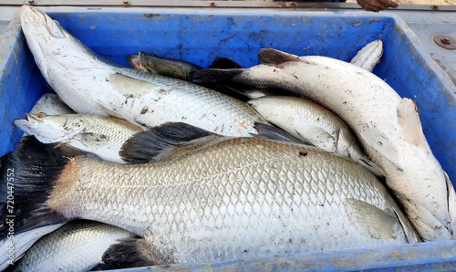 Freshwater fish caught from the fishery and kept in basket, Raw fish in Basket