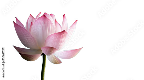 A delicate pink lotus flower with pink and white petals on a transparent background.