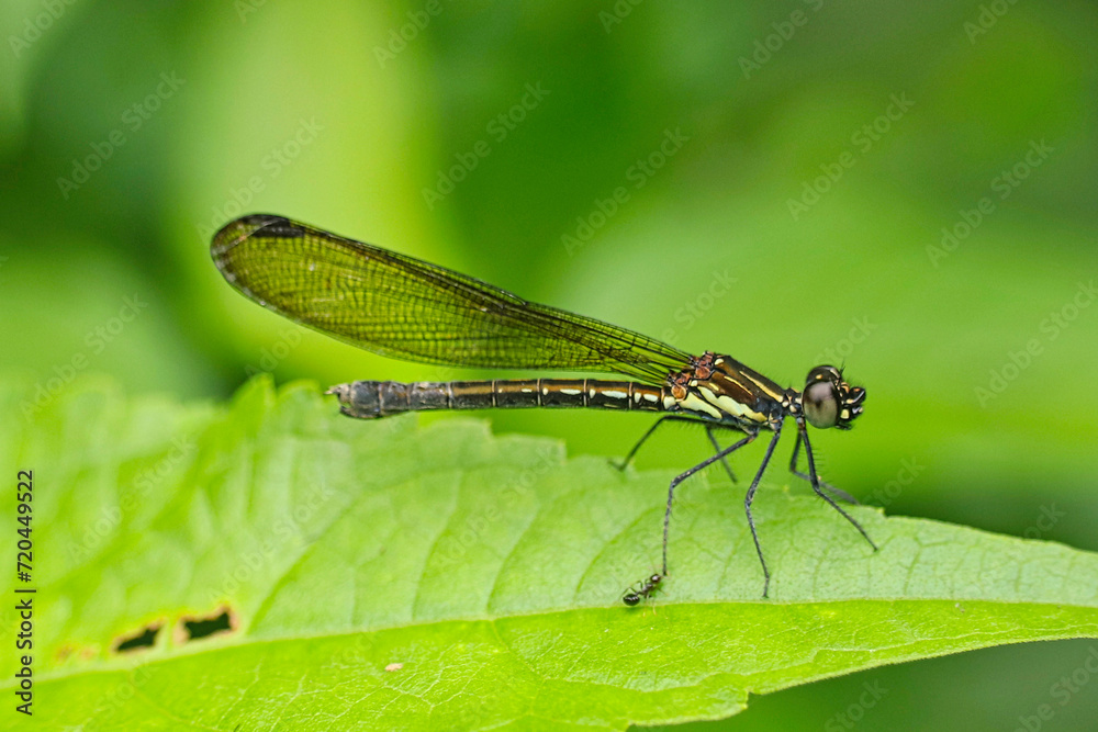 Black damselfly (Rhinocypha bisignata) on leaf Black damselfly (Rhinocypha bisignata) on leaf