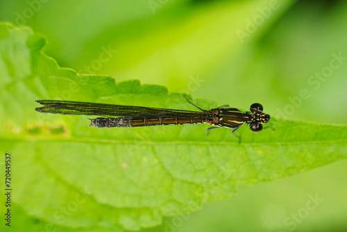 Black damselfly (Rhinocypha bisignata) on leaf photo