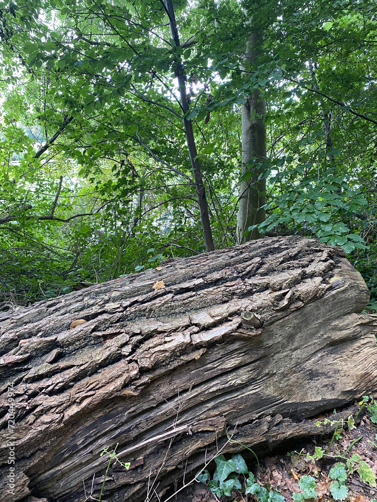 Fototapeta premium a felled tree, forest, nature, wood, green, old, summer