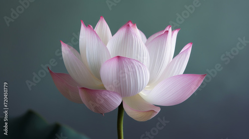 A dewy pink lotus flower against grey background.
