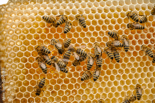 Working bees on honeycomb © tadeas