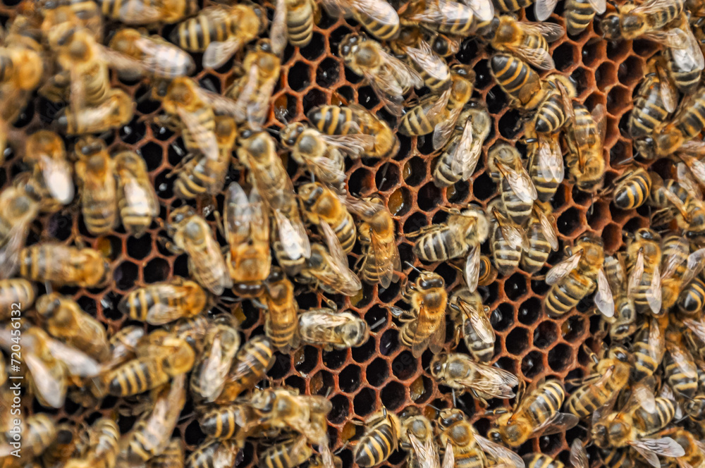 Working bees on honeycomb Working bees on honeycomb