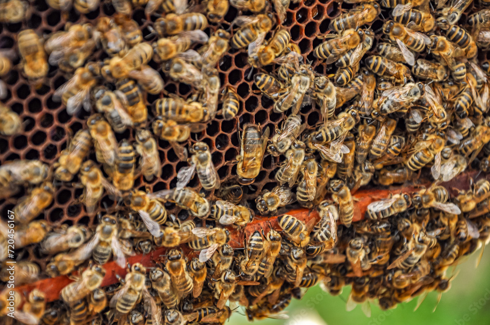 Working bees on honeycomb