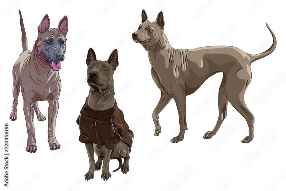 Vector set of Thai Ridgeback Dogs breed Vector set of Thai Ridgeback Dogs breed