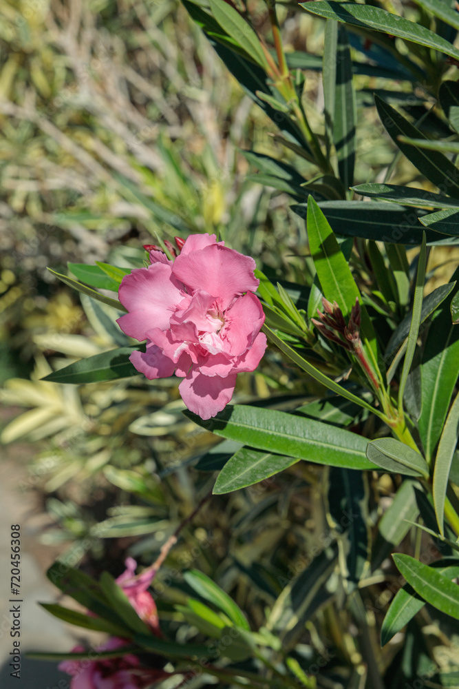 Pink Nerium (Nerium oleander) blossom. Popular ornamental garden plant. Space for your text.