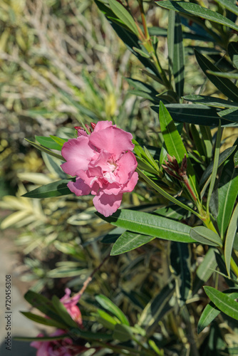 Pink Nerium (Nerium oleander) blossom. Popular ornamental garden plant. Space for your text.