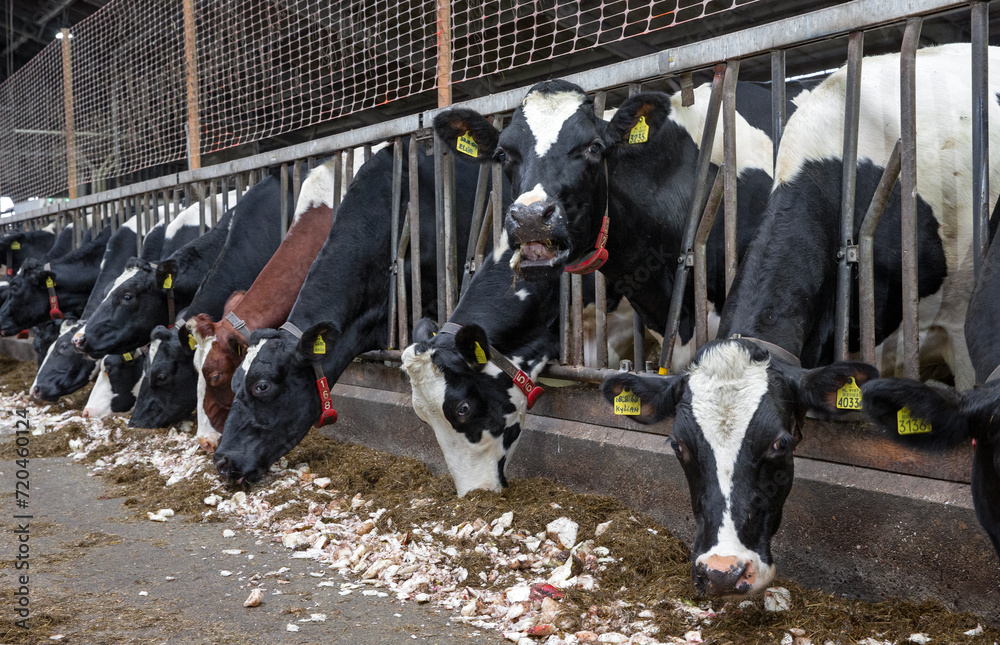 Cows in stable eating roughage and fodder beets at feeding gate on a dairy farm. Netherlands. Modern Dutch farming.