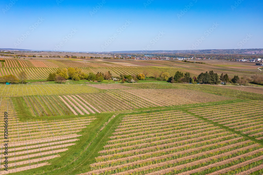 View from above of the vineyards near Oestrich-Winkel/Germany in the Rheingau in spring