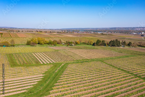 View from above of the vineyards near Oestrich-Winkel Germany in the Rheingau in spring
