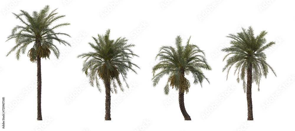 Phoenix dactylifera date palm frontal medium and small cloudy overcast isolated png on a transparent background perfectly cutout
 - obrazy, fototapety, plakaty 