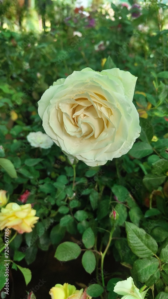 yellow rose in garden