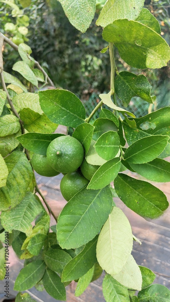 Lemon in the garden with leaves Lemon in the garden with leaves
