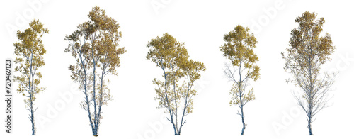 Betula ermanii set of gold ermans birch trees betula big medium trees isolated png in sunny daylight on a transparent background perfectly cutout 