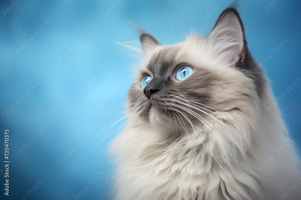Serene Ragdoll Cat with Striking Blue Eyes on Blue Background