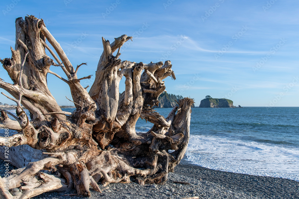 Close up view of large piece of driftwood root structure on Rialto beach on coastal stretch of Olympic National Park, WA, USA with large sea stack rock formations or islands in the ocean in background - obrazy, fototapety, plakaty 