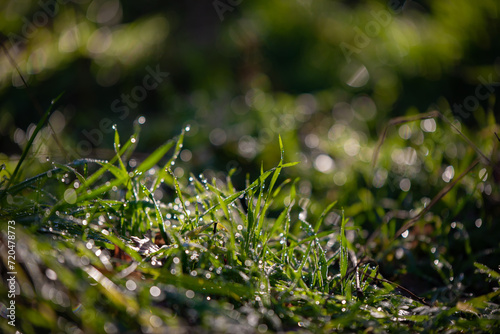 Dew drops on fresh green grass. Sunny and humid mornings at sunrise