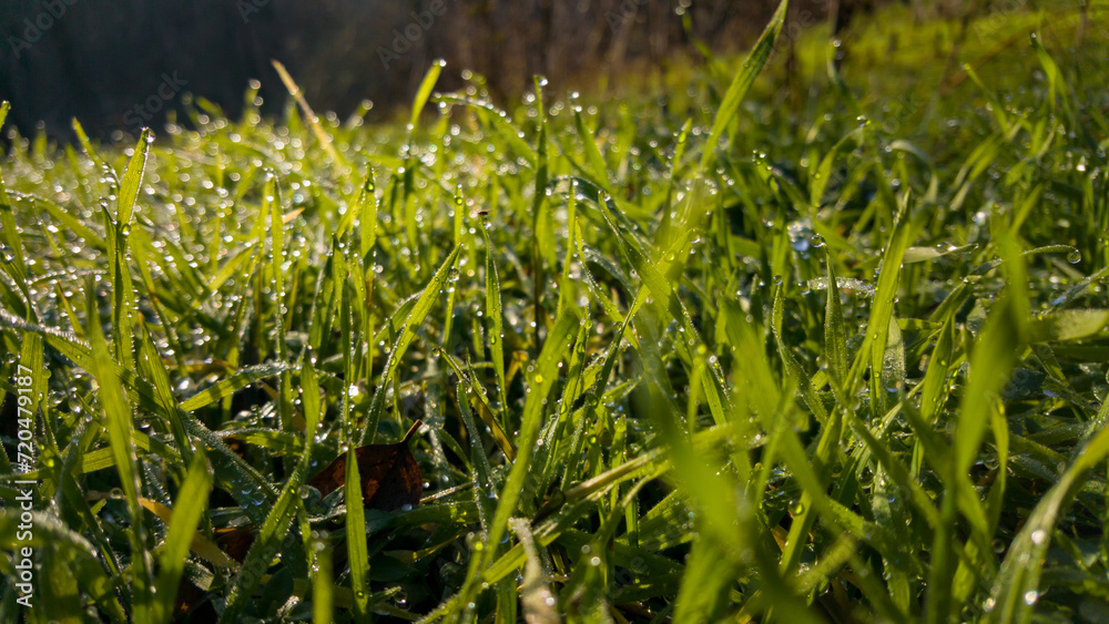 Obraz premium Dew drops on fresh green grass. Sunny and humid mornings at sunrise