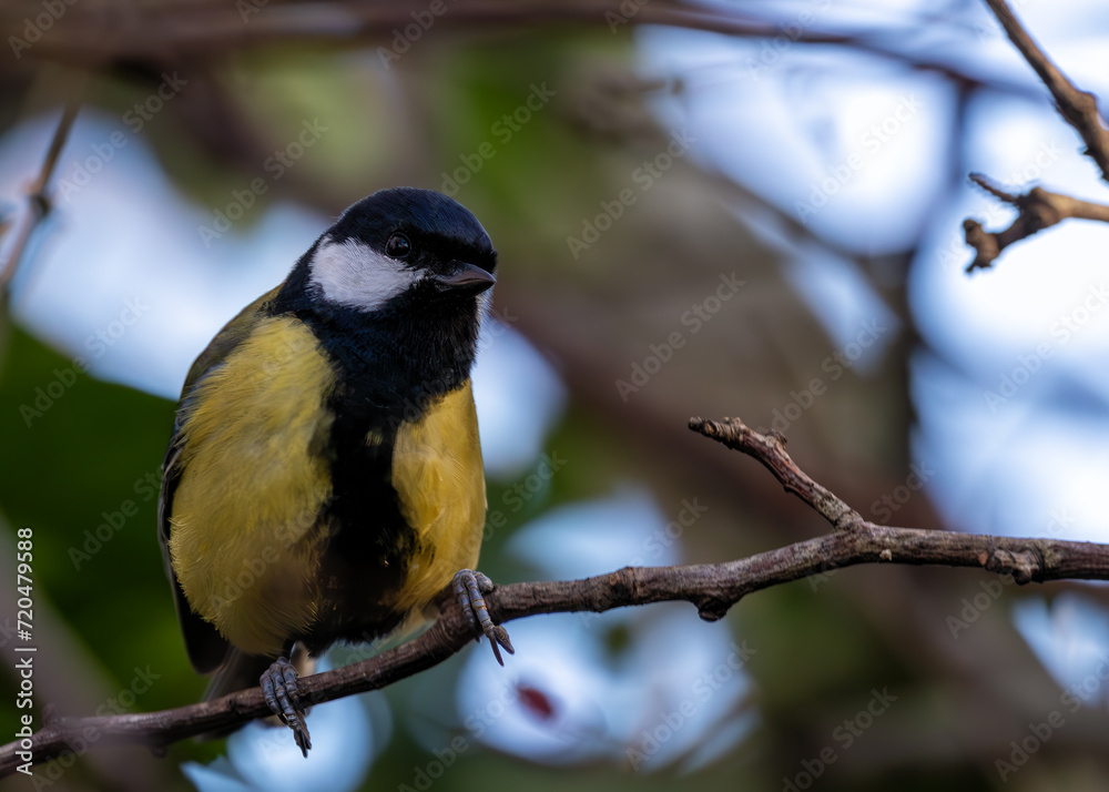 Great Tit (Parus major) in Father Collins Park, Dublin 13, Ireland Great Tit (Parus major) in Father Collins Park, Dublin 13, Ireland