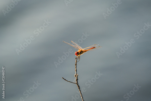 A Dragonfly standing on the branch © Sen