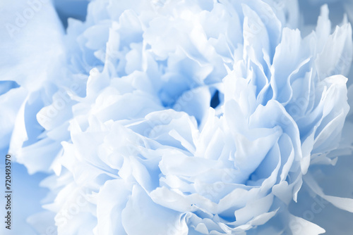 Beautiful light blue peony as background, closeup view