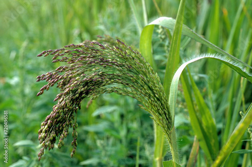 Fototapeta Naklejka Na Ścianę i Meble -  Panicum millaceum, Millet