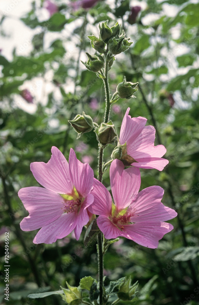 Lavatera arborea, Mauve royale, Mauve en arbre, Lavatère arborescente Lavatera arborea, Mauve royale, Mauve en arbre, Lavatère arborescente