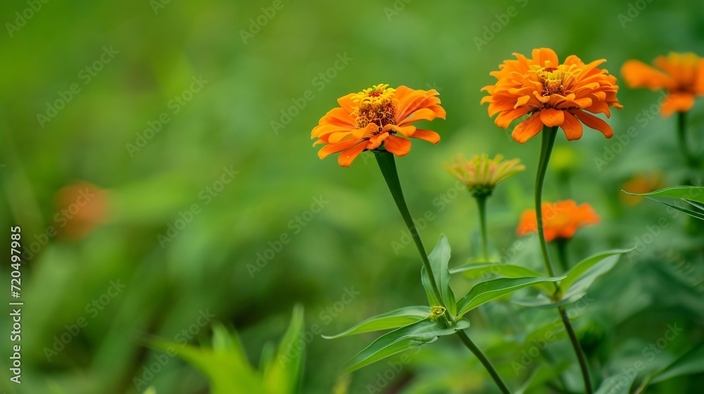 Vibrant zinnias add a lovely touch to a lush green setting. Vibrant zinnias add a lovely touch to a lush green setting.