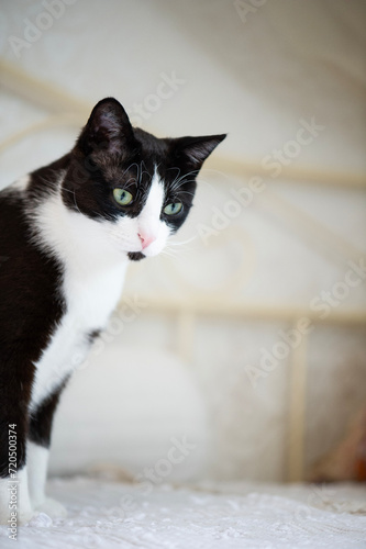Porträt einer Tuxedo Katze