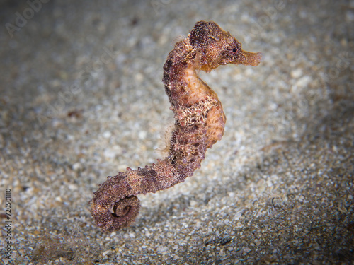 Amazing sea pony from the Mediterranean Sea