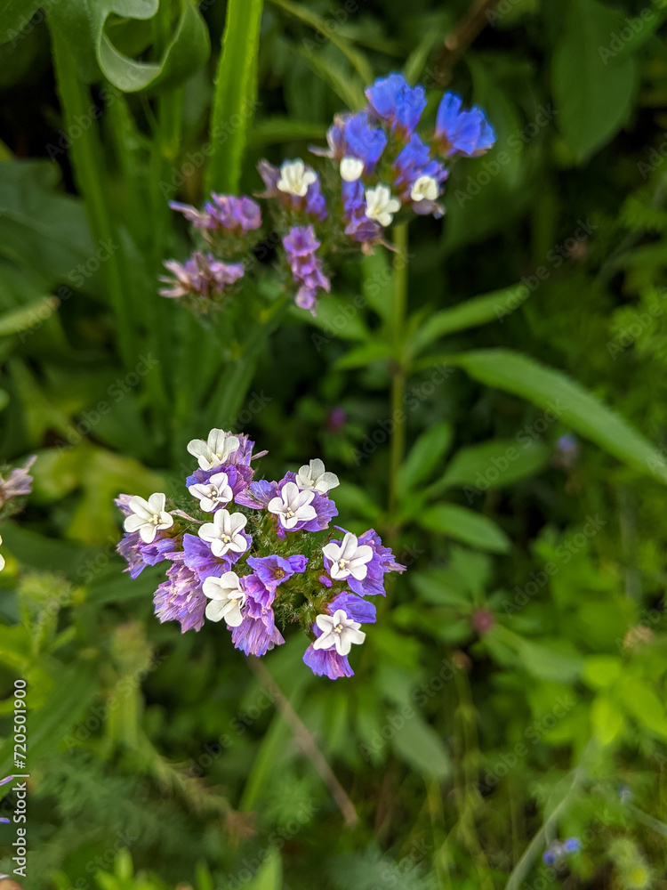 close up white and purple wildflowers, defocused meadow nature in background close up white and purple wildflowers, defocused meadow nature in background