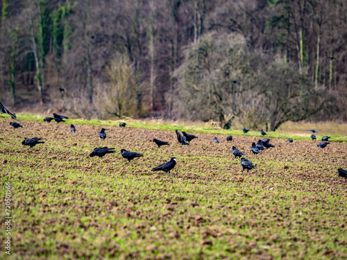Krähen suchen Futter auf einem Feld im Winter