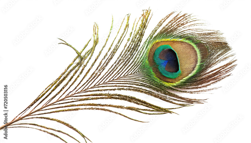 Obraz premium Pfaufeder isoliert auf weißen Hintergrund, Freisteller 